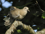Eurasian Collared Dove juvenile stretching