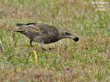 COMMON STARLING juvenile eating berries from the Cherry Laurel