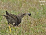 COMMON STARLING juvenile eating berries from the Cherry Laurel