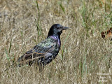 COMMON STARLING
