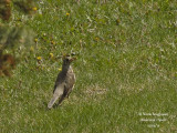 Mistle Thrush