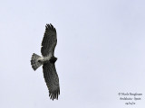 Short-toed Snake-Eagle