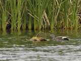 Gadwall