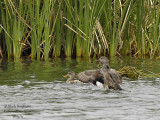 Gadwall