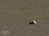 Great Bustard