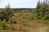 Pine forest edge