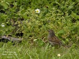 Dunnock 6804.jpg