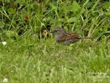 Dunnock 6802.jpg