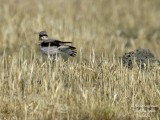 Northern Wheatear