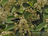 SCOLIA FLAVIFRONS
