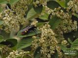 SCOLIA FLAVIFRONS