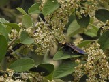 SCOLIA FLAVIFRONS