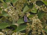 SCOLIA FLAVIFRONS