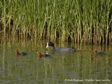 COMMON COOT - FULICA ATRA - FOULQUE MACROULE