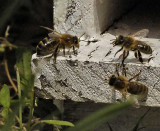 BEES AND HORNETS - ABEILLES ET FRELONS