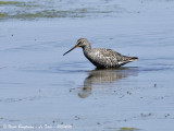 SPOTTED REDSHANK 