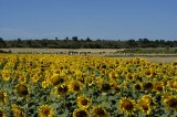 Sunflowers Cantabría