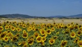 Sunflowers Cantabría