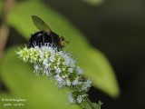 TACHINA GROSSA