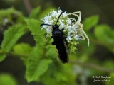 Misumena vatia et Scolia hirsuta 