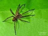 ZOROPSIS SPINIMANA 