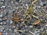 ZOROPSIS SPINIMANA 