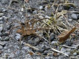 ZOROPSIS SPINIMANA 