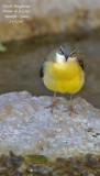 Grey Wagtail - Motacilla cinerea - Bergeronnette des ruisseaux