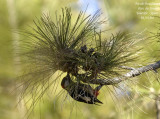 Teneriffas great spotted Woodpecker - Dendrocopos major canariensis - Pic peiche de Tenerife - MALE