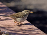 Berthelots Pipit - Anthus berthelotii - Pipit de Berthelot