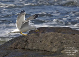 Atlantic islands Gull - Larus michahellis atlantis - Goland leuc-atlantis