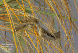 Spanish Sparrow - Passer hispaniolensis - Moineau espagnol