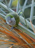Monk Parakeet - Myiopsitta monachus - Conure veuve