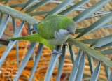 Monk Parakeet - Myiopsitta monachus - Conure veuve