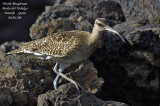 Common Whimbrel - Numenius phaeopus - Courlis corlieu