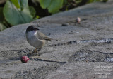 Sardinian Warbler - Sylvia melanocephala leucogastra - Fauvette mlanocphale