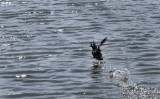 startled hooded merganser 2187