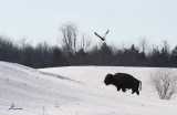 crow over buffalo 2660