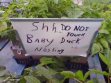 at the local nursery