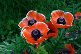 Oriental poppies