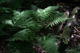 forest fern 6297