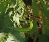 standing on a leaf 8738