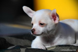 Cupid male Chihuahua