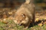Pomeranian puppies