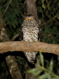 Powerful Owl