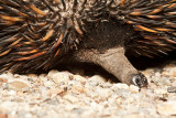 Echidna