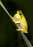 Litoria fallax calling