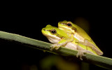 Litoria fallax in amplexus