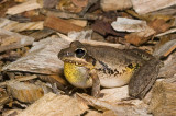 Litoria latopalmata - the broad-palmed rocketfrog