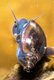 Physa acuta - Freshwater snail - breathing 2